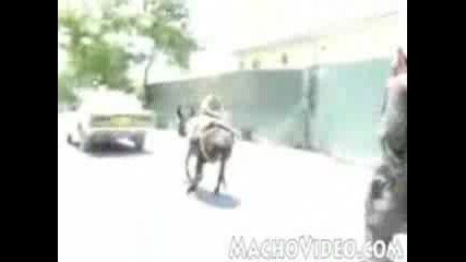 Упорито магаре... 