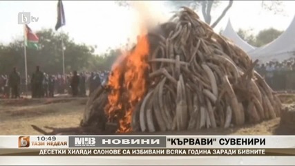 Демонстративно изгаряне на 15 тона бивни на слонове в Кения