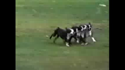 Смешни Животни