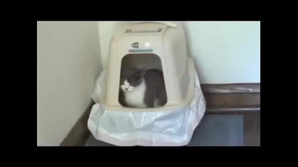 I'm a Sweet Cat!
