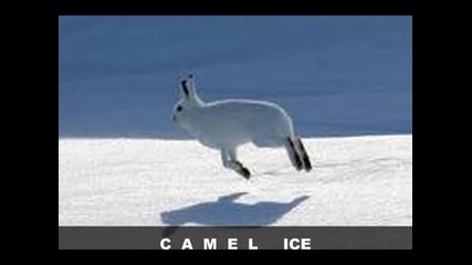 Camel - Ice