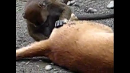 Kуче и маймуна, най добри приятели 