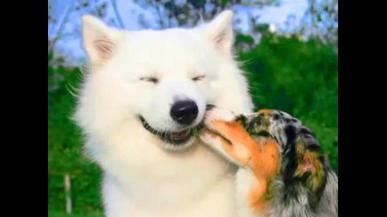 Very Funny Animals 5 
