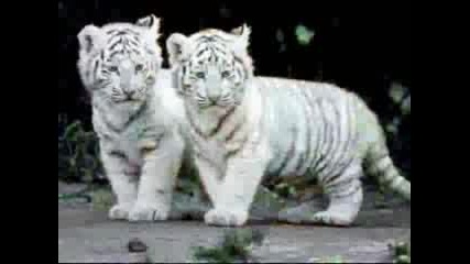 Снимки На Тигри