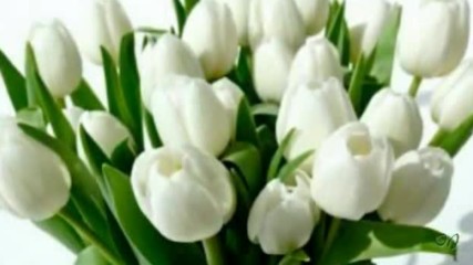 Giovanni Marradi - Petite Fleure - White tulips