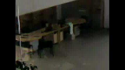 Видео - 0001.mp4