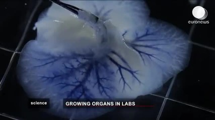 Transplant Medecine - Lab-grown human organs