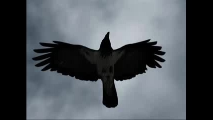 Максим Трошин - Черный ворон
