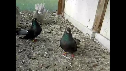 Indian Fantails 
