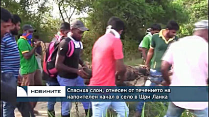 Спасиха слон, отнесе от течението на напоителен канал в Шри ланка