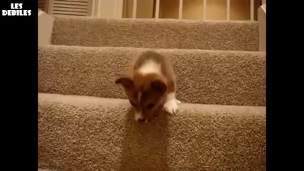 Много сладко кученце го е страх да слезе по стъпалата 