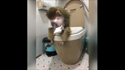 Маймуна кенеф