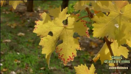 Colors of autumn vines - авторски
