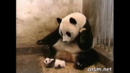 Бебе панда стряска майка си 
