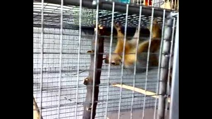 катериците на Кралев от Бургас
