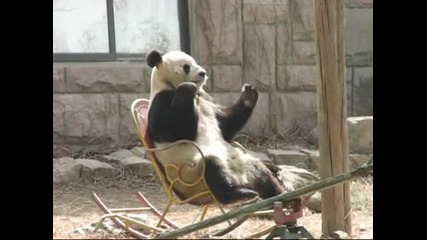 Тази панда ще ви спука от смях