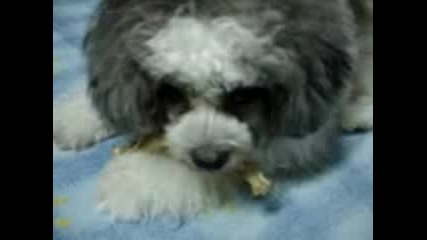 Cookie