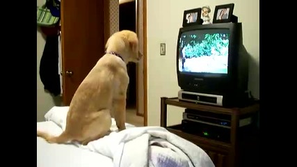 Бебе лабрадор се вълнува пред Tv