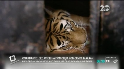 Обсъждат сигурността в столичния зоопарк заради избягалия тигър