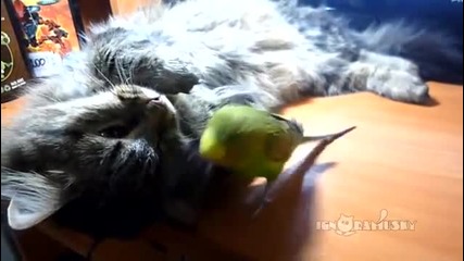 Папагал не позволява на котка да спи