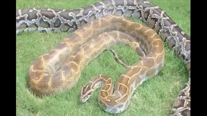 Burmese Python Morph Video