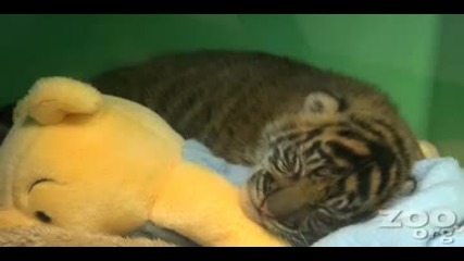 Cute baby tiger