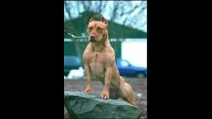 The Dogs