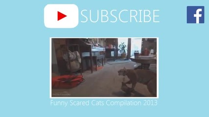 Уплашени котки 2014 част 2, 10000% Смях