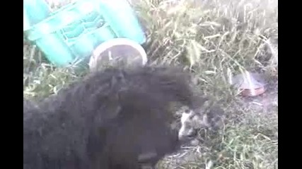 Cat and Dog,unseen(невиждано...куче и коте)
