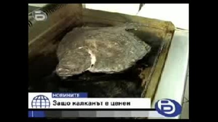 Половин тон незаконно улов,  една от най - скъпите риби в българия
