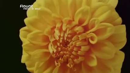 Oceanlab - Miracle 