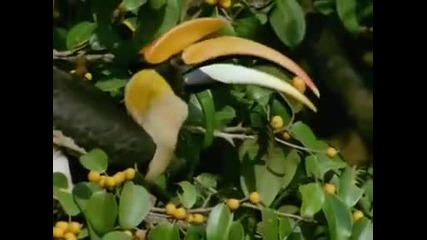 Land Of The Tiger - Monsoon Forests part 2 