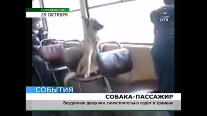 Бездомно куче възпитан пътник в трамвая !