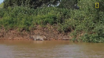 Ягуар Атакува крокодил