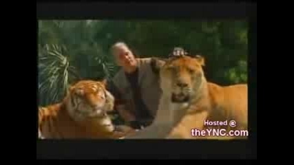 Liger on National Geographic