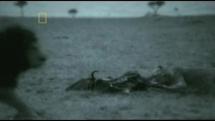 National - Geographic - Planet - Carnivore (2007) - Lion - 5 - 5 