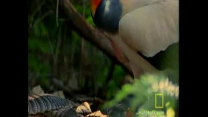 King Vultures 
