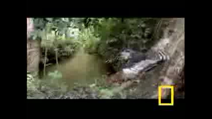 Eagle Vs. Water Chevrotain