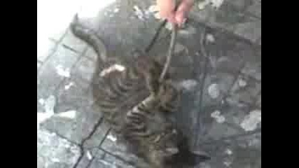 Малко Сладко Коте