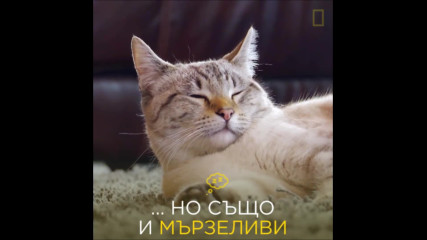 Световен ден на котките