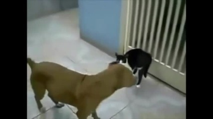 Star Wars - Котешка компилация
