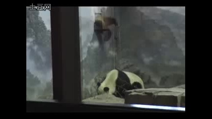 Panda - Prison - Break
