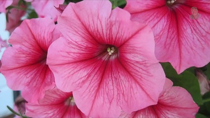 Blumen des Tages