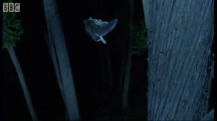 Attenborough Is it a Bird Is it a plane Is it a flying squirrel - Bbc Earth 