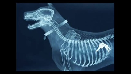 X - Ray Dog - Kiss My Drums 