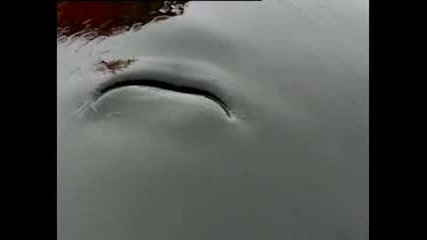 Спасяването на изхвърления на брега кит