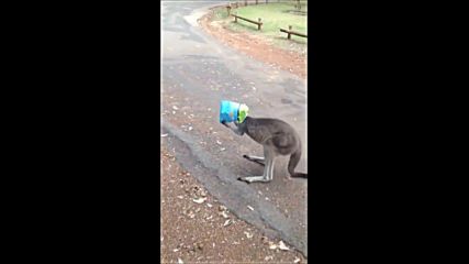 Добър човек помага на кенгуру в нужда