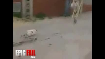 Cat Versus Bird Fail 