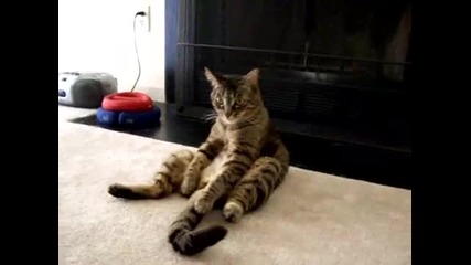 Funny Sitting Cat 