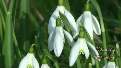 Кокичета - Snowdrops